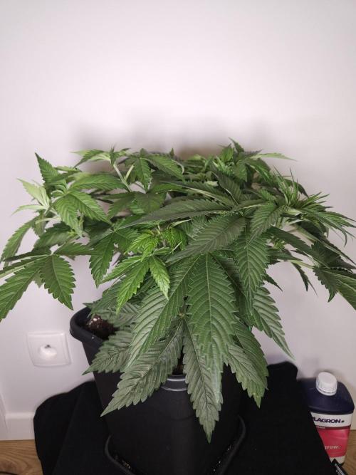 Eternity Grow Cup 2026. Week 4