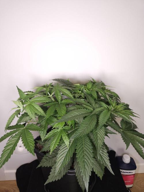 Eternity Grow Cup 2026. Week 4