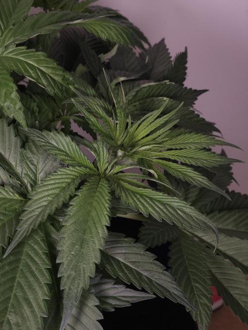 Eternity Grow Cup 2026. Week 4