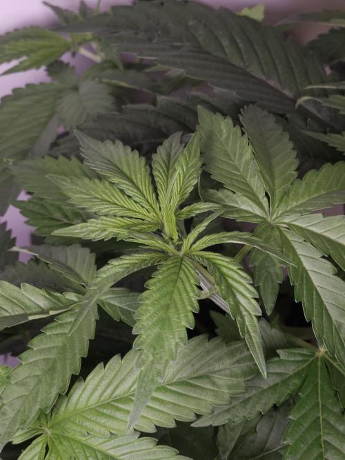 Eternity Grow Cup 2026. Week 4