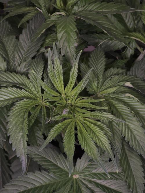 Eternity Grow Cup 2026. Week 4