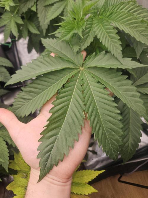 Berry Crusher. Week 3