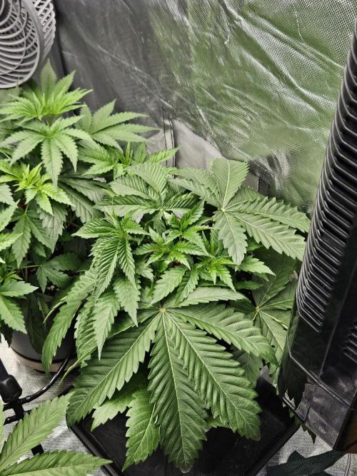 Berry Crusher. Week 3