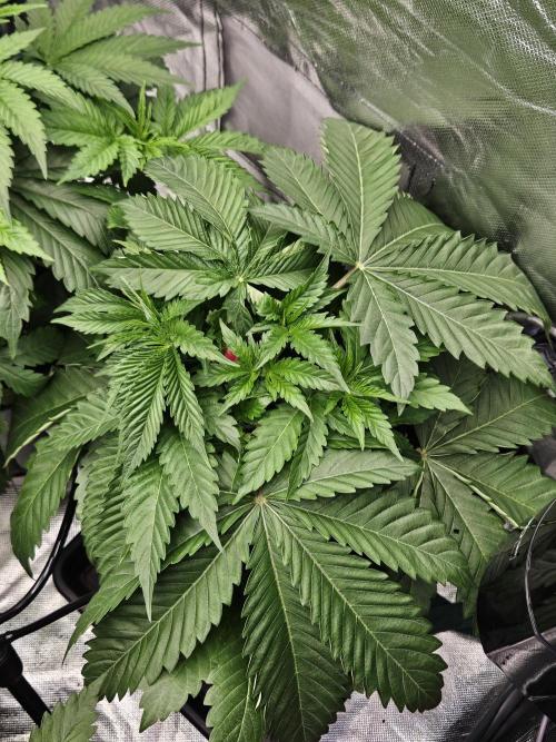 Berry Crusher. Week 3