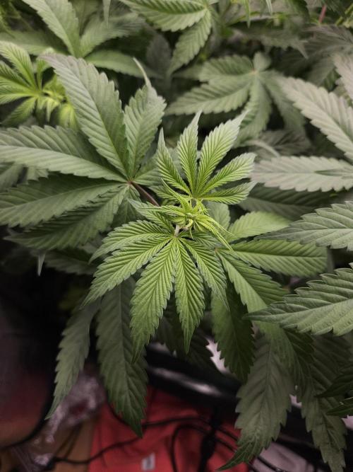 Eternity Grow Cup 2026. Week 5