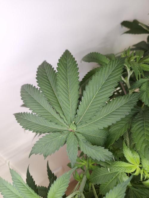 Eternity Grow Cup 2026. Week 5