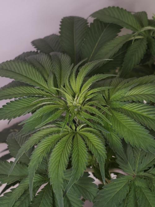 Eternity Grow Cup 2026. Week 5