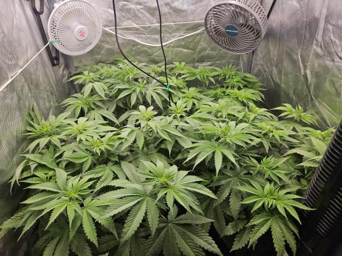 Eternity Grow Cup 2026. Week 5