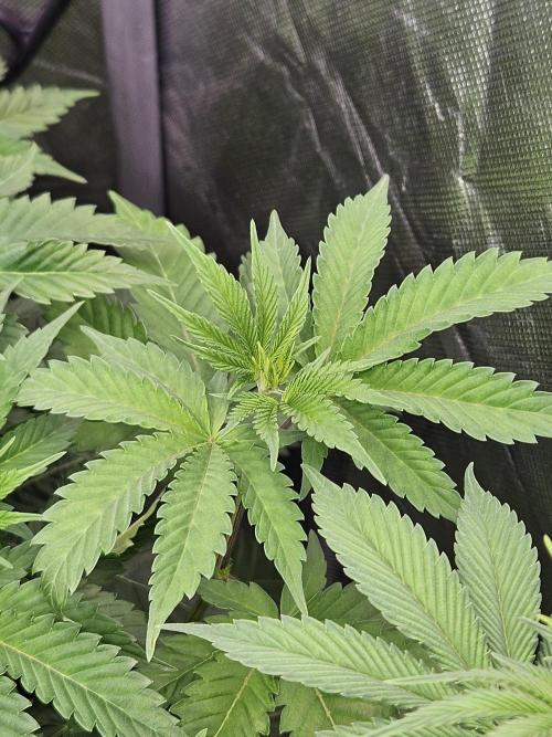 Berry Crusher. Week 5