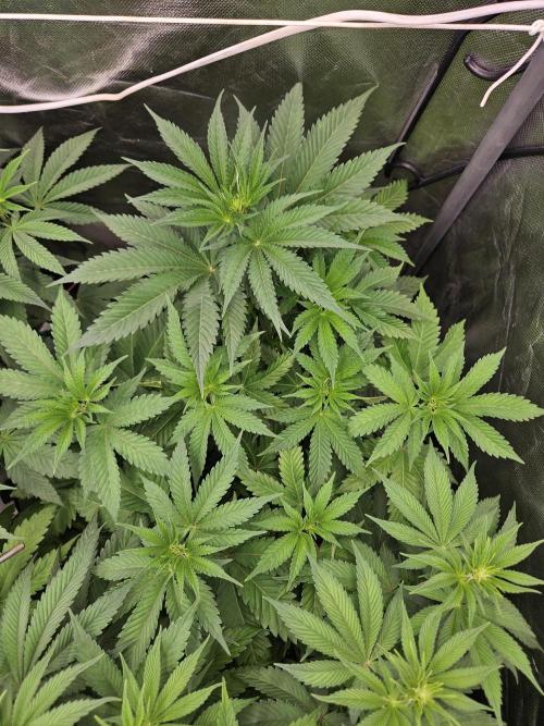 Berry Crusher. Week 5