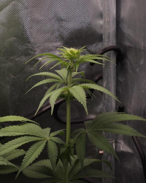 Eternity Grow Cup 2026. Week 6