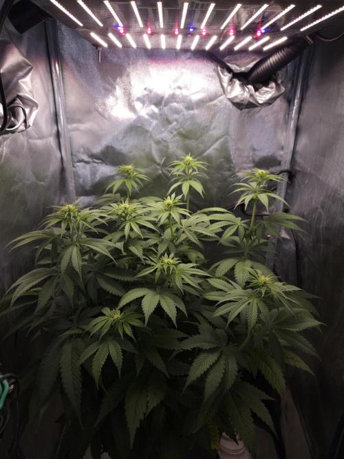 Eternity Grow Cup 2026. Week 6