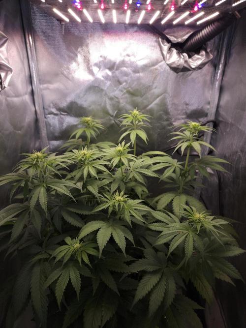 Eternity Grow Cup 2026. Week 6