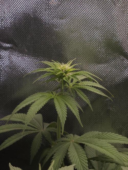 Eternity Grow Cup 2026. Week 6