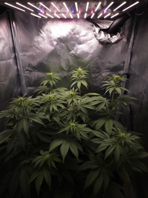 Eternity Grow Cup 2026. Week 6