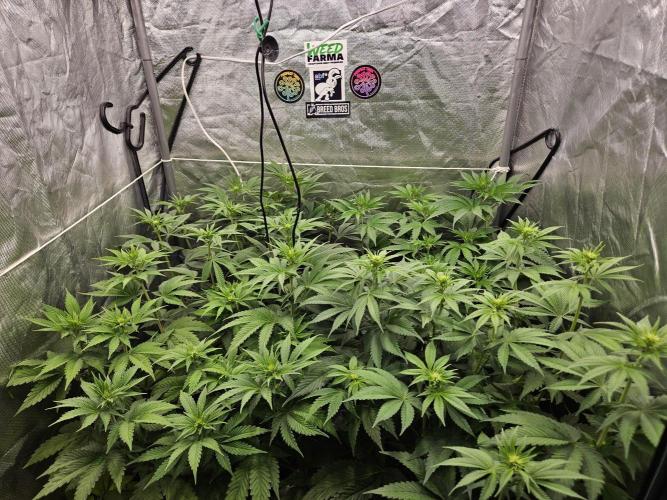 Eternity Grow Cup 2026. Week 6