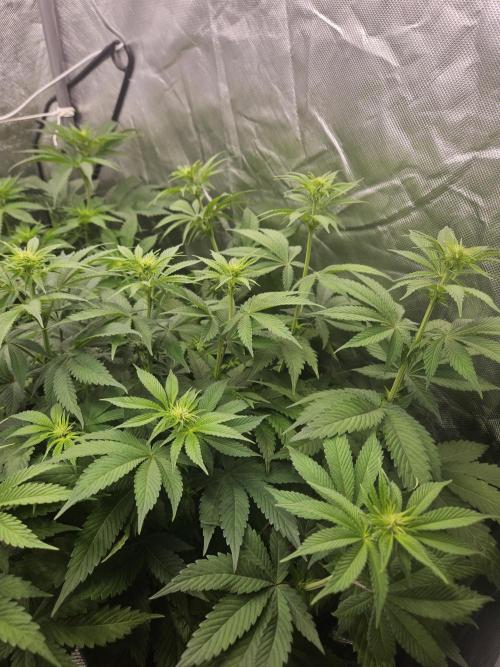 Eternity Grow Cup 2026. Week 6