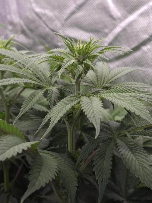 Eternity Grow Cup 2026. Week 6