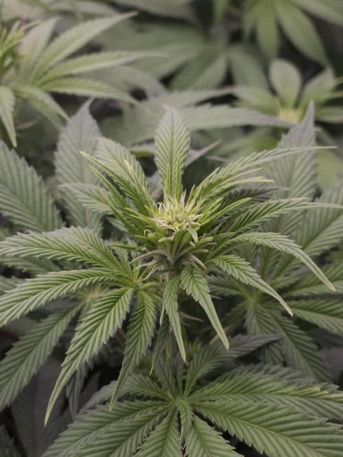 Eternity Grow Cup 2026. Week 6