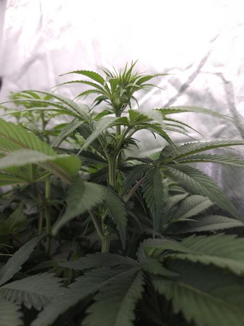 Eternity Grow Cup 2026. Week 6