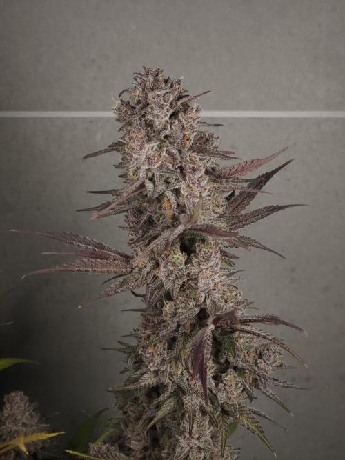 Solfire Gardens - Barf Breath. Week 13