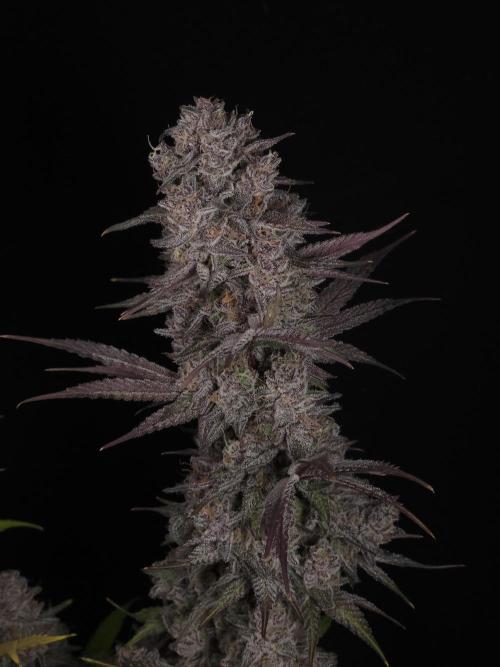 Solfire Gardens - Barf Breath. Week 13