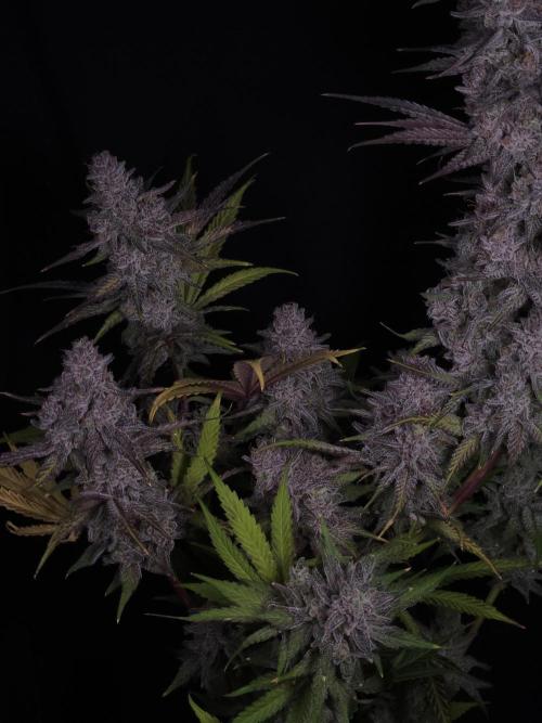 Solfire Gardens - Barf Breath. Week 13