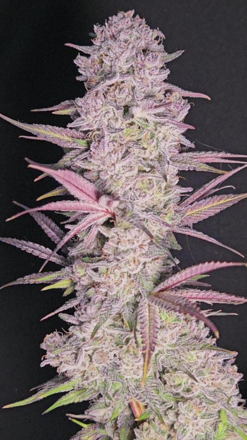 Solfire Gardens - Barf Breath