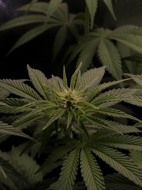 Eternity Grow Cup 2026. Week 6