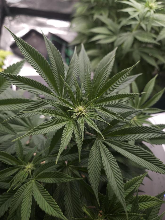 Vanilla Frosting - GHS. Week 2