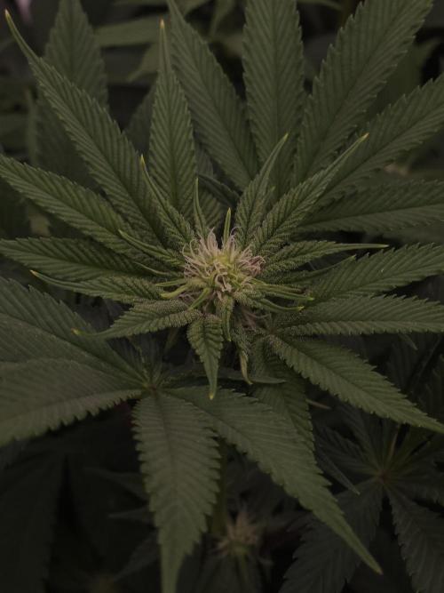 Vanilla Frosting. Week 3