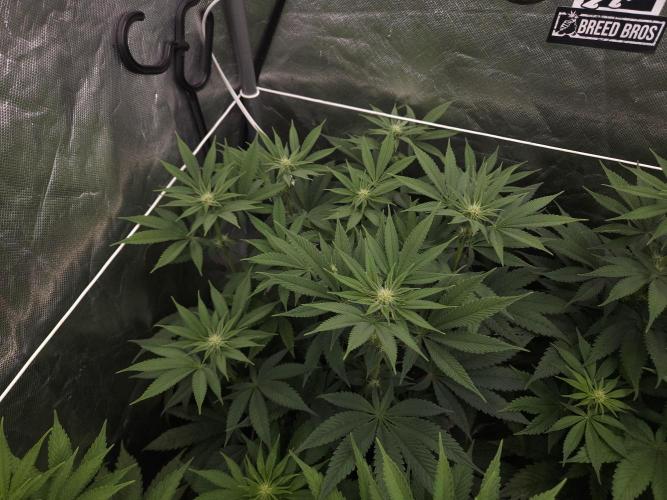 Vanilla Frosting. Week 3