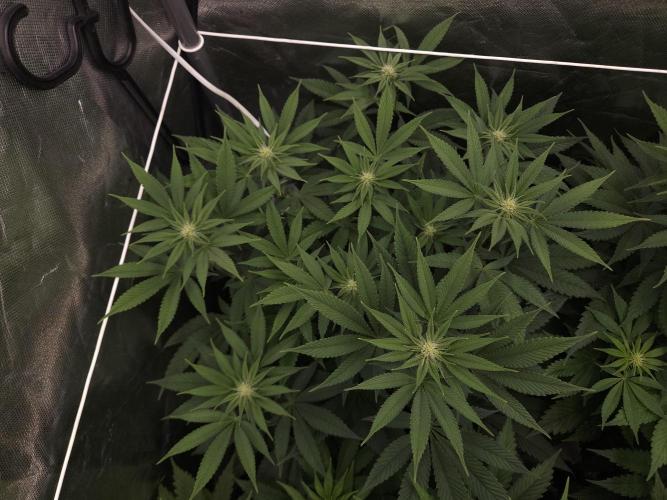 Vanilla Frosting. Week 3