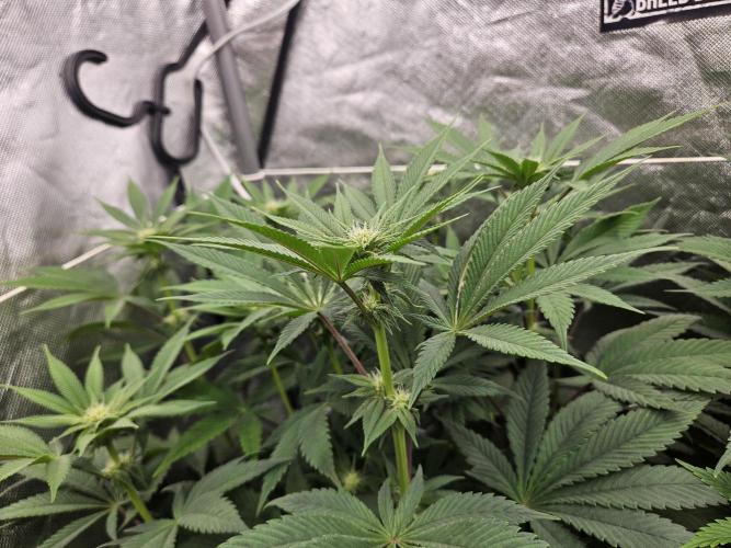 Vanilla Frosting. Week 3