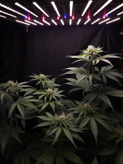 Berry Crusher. Week 7