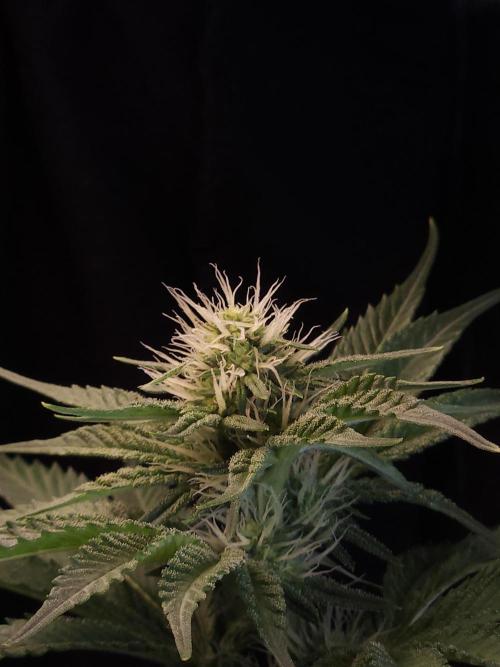 Berry Crusher. Week 7