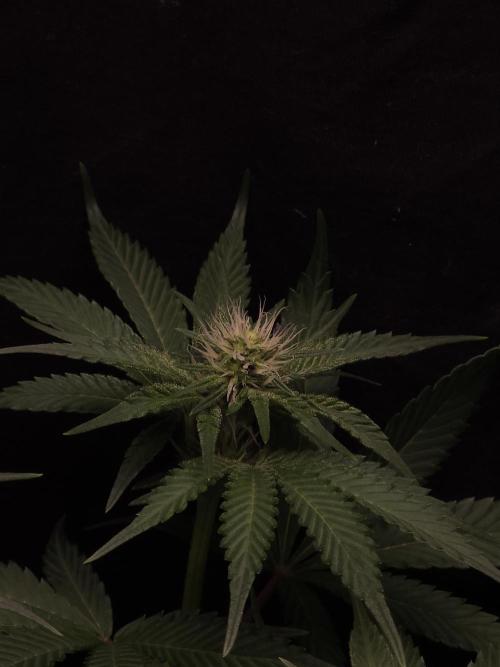 Berry Crusher. Week 7