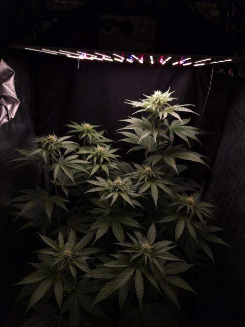 Berry Crusher. Week 7