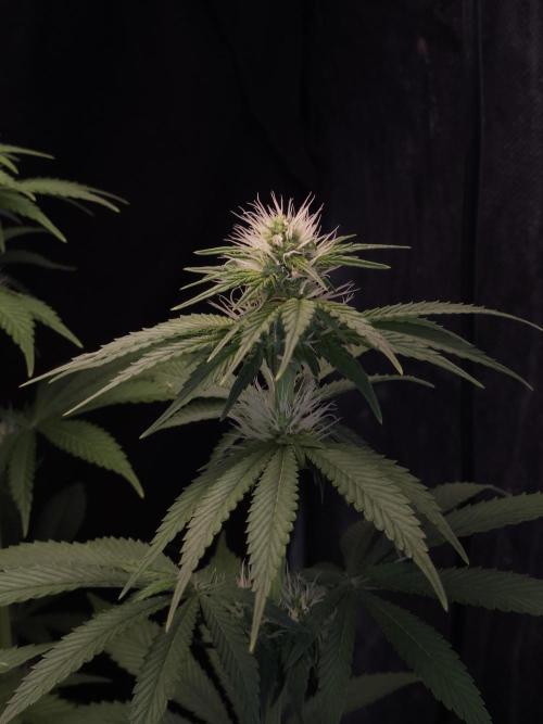 Eternity Grow Cup 2026. Week 7