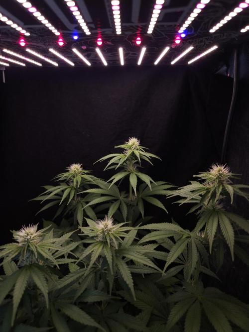 Eternity Grow Cup 2026. Week 7