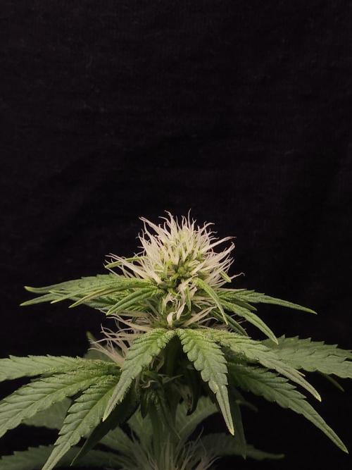 Eternity Grow Cup 2026. Week 7