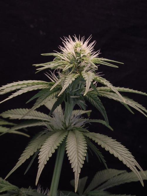 Eternity Grow Cup 2026. Week 7