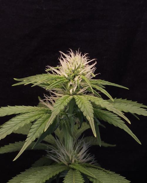 Eternity Grow Cup 2026. Week 7