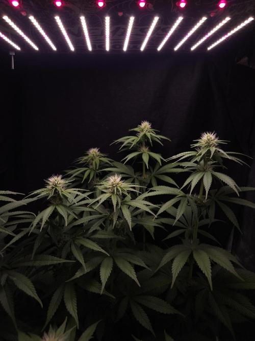 Eternity Grow Cup 2026. Week 7