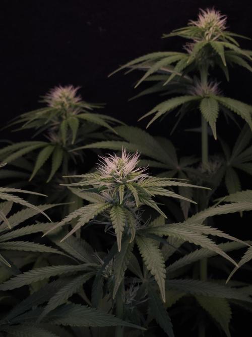 Eternity Grow Cup 2026. Week 7