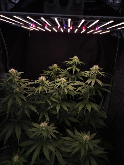 Eternity Grow Cup 2026. Week 7