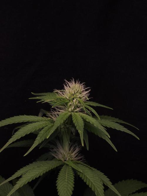 Eternity Grow Cup 2026. Week 7