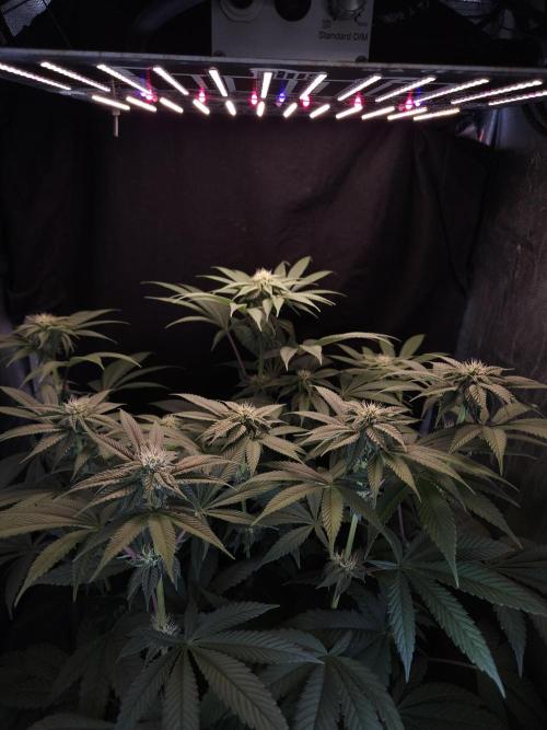 Vanilla Frosting. Week 4