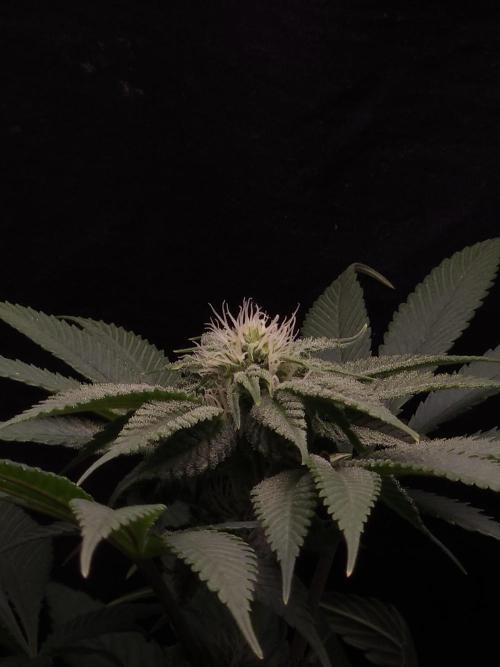 Vanilla Frosting. Week 4