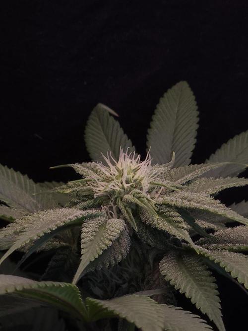 Vanilla Frosting. Week 4